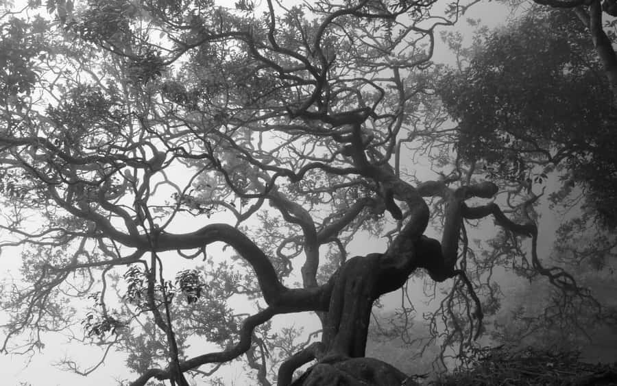 Majestic Black And White Tree Wallpaper