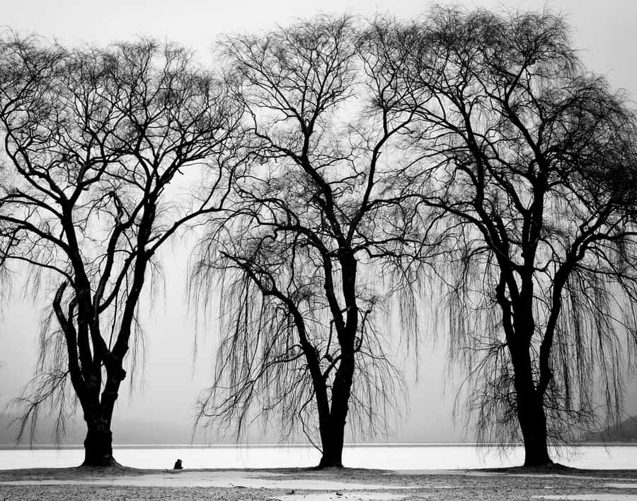 Majestic Black And White Tree Wallpaper