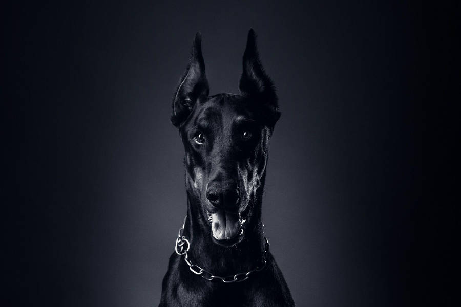 Majestic Black Doberman Pinscher In High Definition Wallpaper