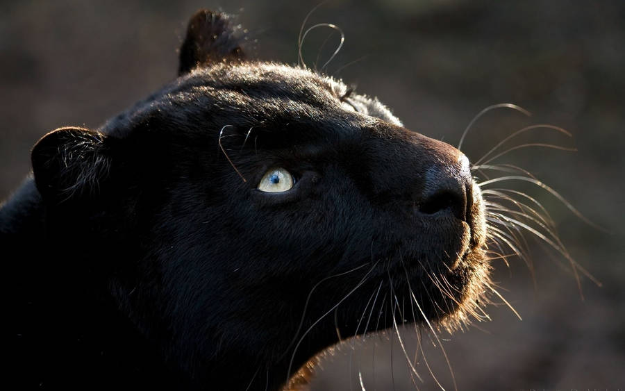 Majestic Black Panther Gazing Upwards Wallpaper