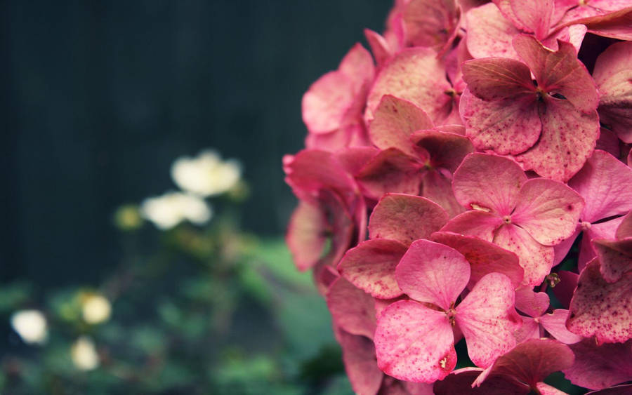 Majestic Bloom Of Vibrant Pink Hydrangea Wallpaper