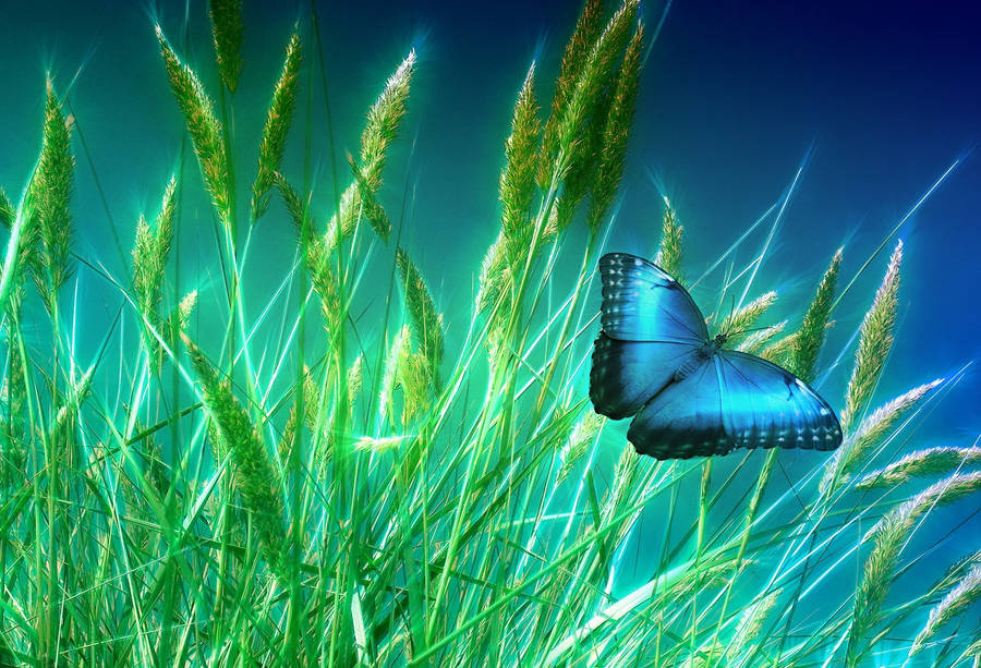 Majestic Blue Butterfly Wallpaper