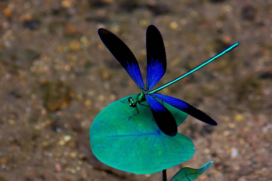 Majestic Blue Dragonfly Wallpaper