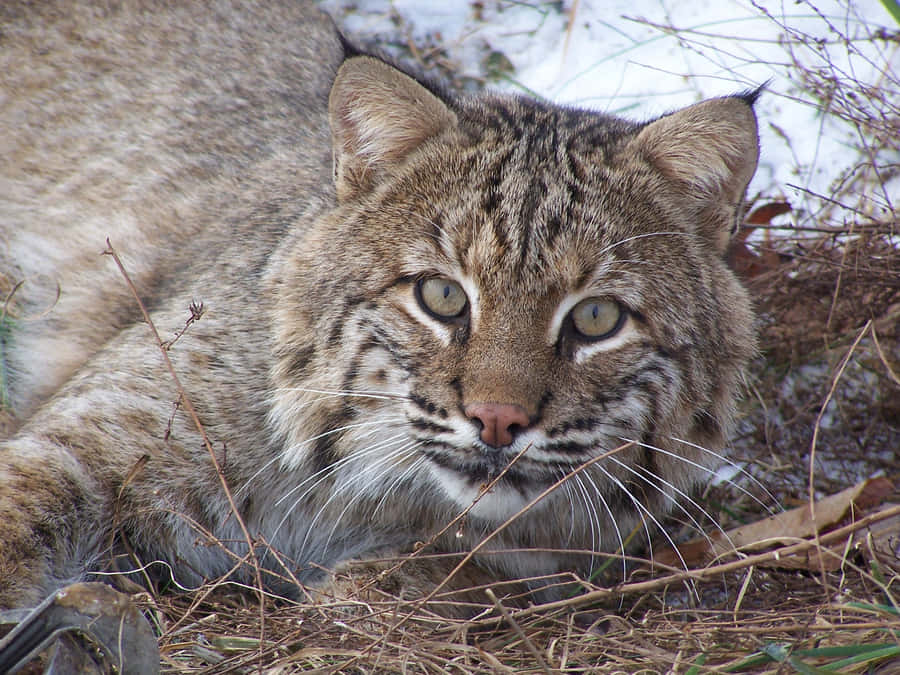 Majestic Bobcat Pousing In The Wild Wallpaper