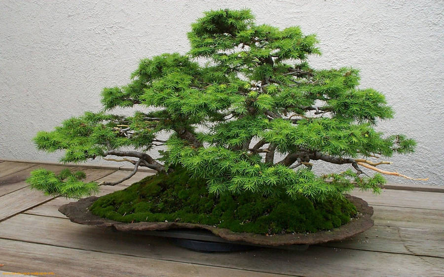 Majestic Bonsai Tree Artistry Wallpaper