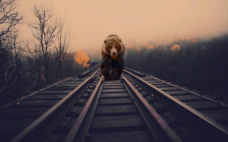 Majestic Brown Bear Roaming On Train Tracks Wallpaper