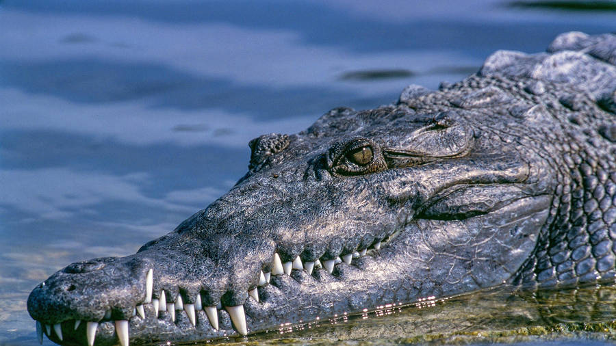 Majestic Caiman Lizard Revealing Its Long Snout Wallpaper