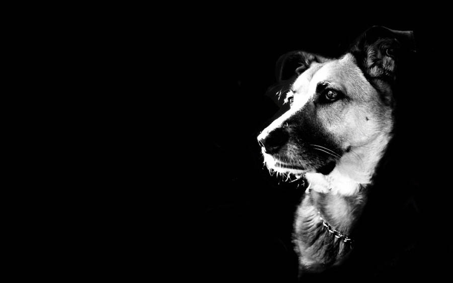 Majestic Caninein Contrast.jpg Wallpaper