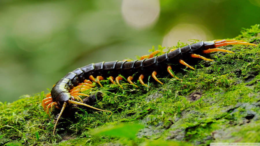 Majestic Close-up Of A Millipede Wallpaper