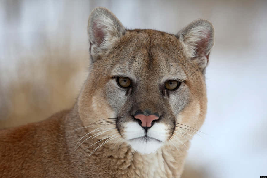 Majestic Cougar In Natural Habitat Wallpaper
