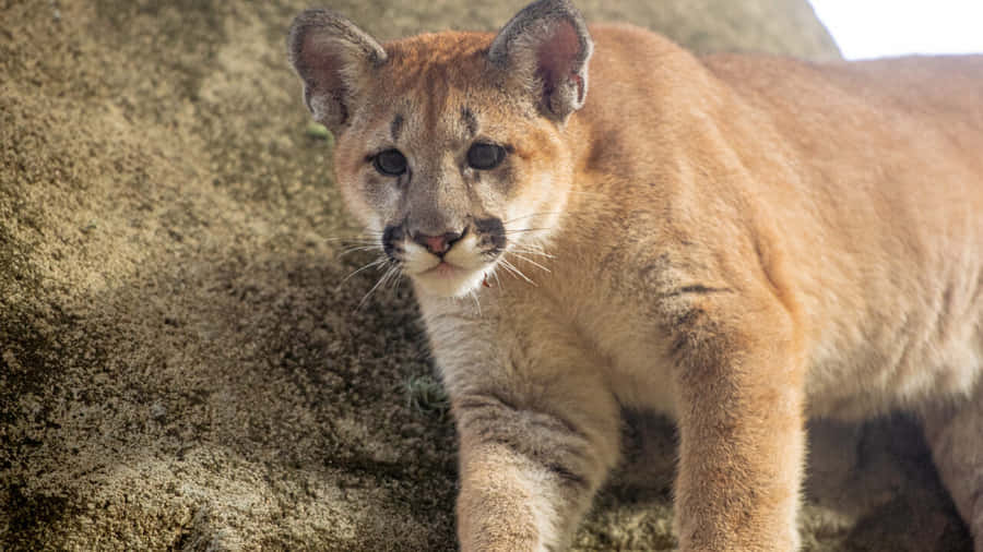 Majestic Cougar In Natural Habitat Wallpaper