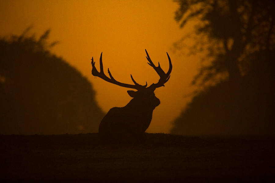 Majestic Deer In The Wild Wallpaper