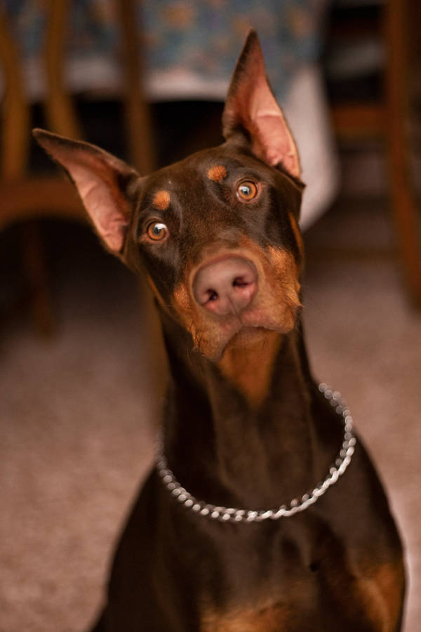 Majestic Doberman Pinscher Standing Guard Wallpaper