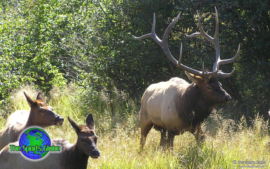 Majestic Elk In The Wild Wallpaper