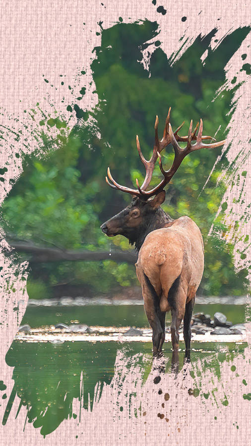 Majestic Elk Standing Near Water4 K U H D Wallpaper