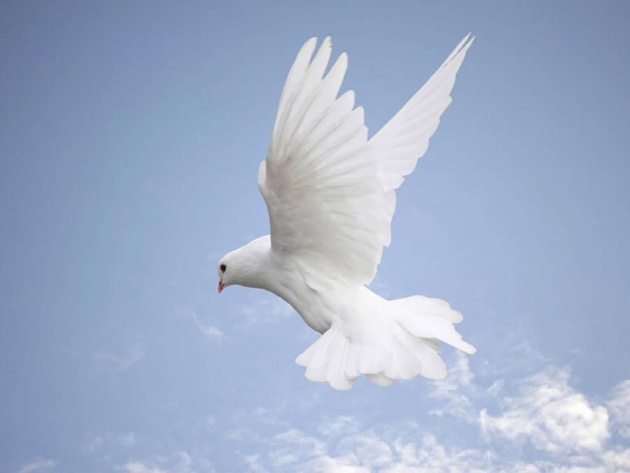 Majestic Flying White Dove Bird Wallpaper