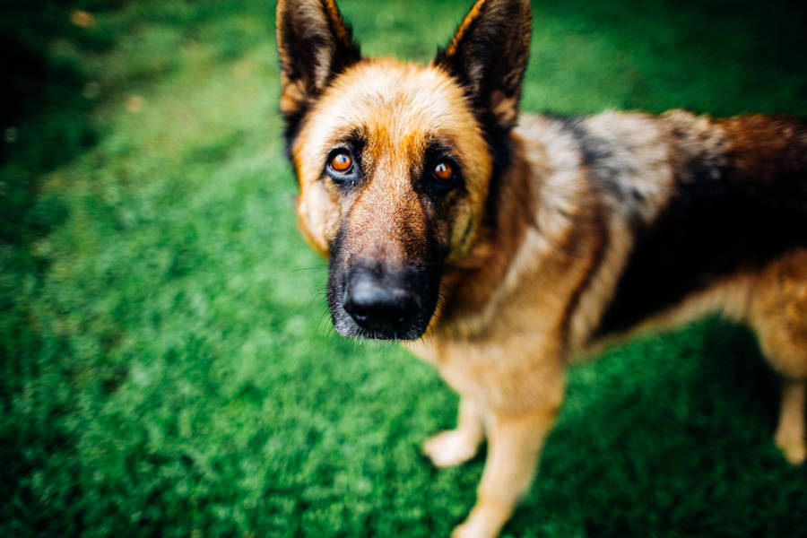 Majestic German Shepherd With Brown Eyes Wallpaper