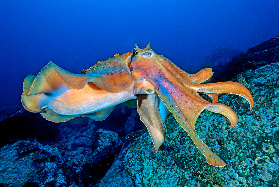 Majestic Giant Cuttlefish Swimming In The Deep Blue Ocean Wallpaper