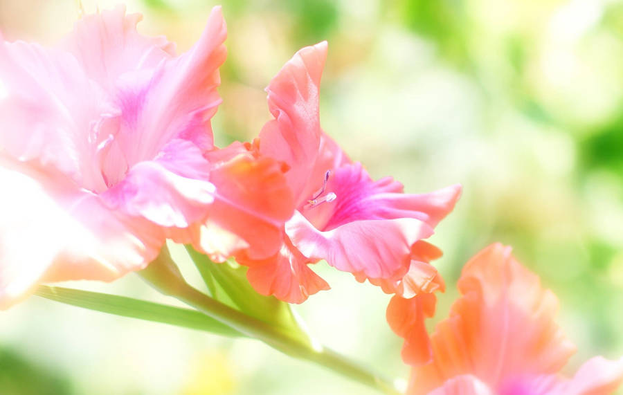 Majestic Gladiolus Flowers Wallpaper