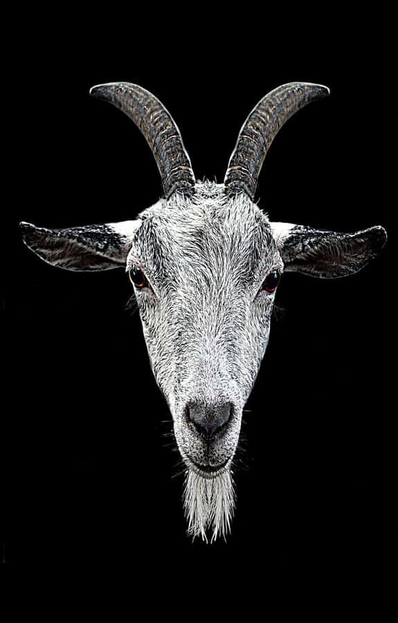 Majestic_ Goat_ Portrait_ Black_ Background.jpg Wallpaper