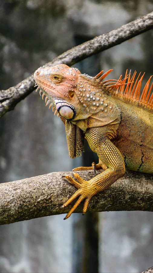 Majestic Green Iguana Perched On A Branch Wallpaper