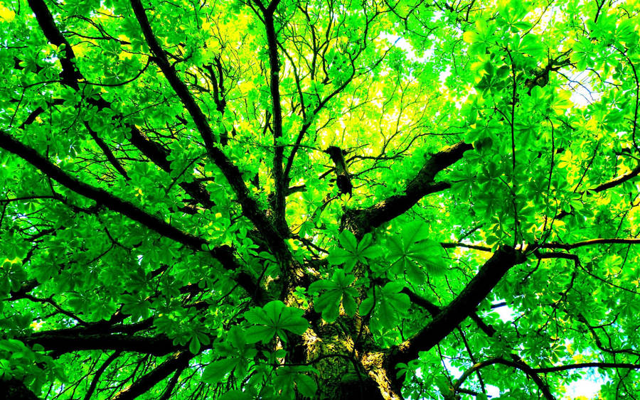 Majestic Green Tree Wallpaper