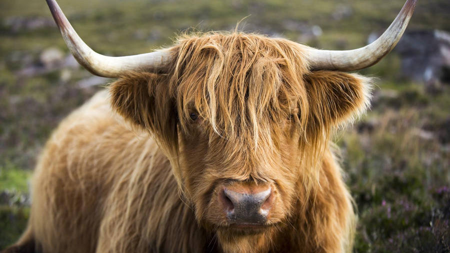 Majestic Highland Cow In The Wild Wallpaper