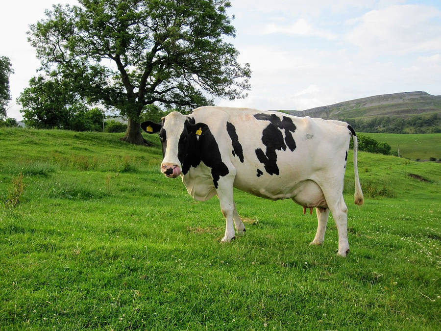 Majestic Holstein Friesian Cattle Grazing On A Lush Green Field Wallpaper