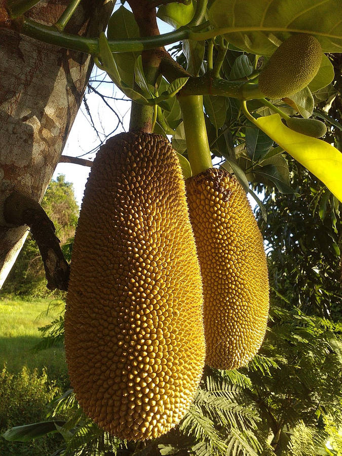 Majestic Jackfruits Hanging On Tree Wallpaper