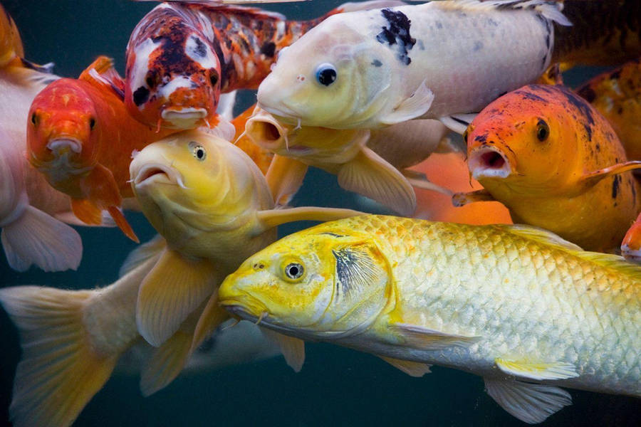 Majestic Koi Fish Swimming In Clear Water Wallpaper