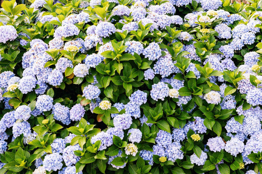 Majestic Light Blue Hydrangea Bush Wallpaper