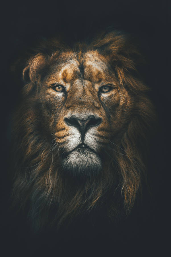 Majestic Lion Africa Iphone Wallpaper