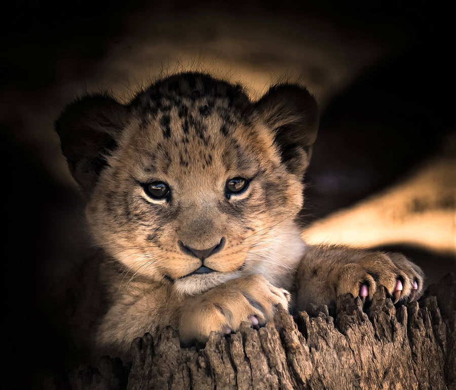 Majestic Lion Cub On Tree Stump Wallpaper