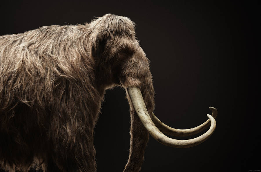 Majestic Mammoth In The Darkness Wallpaper