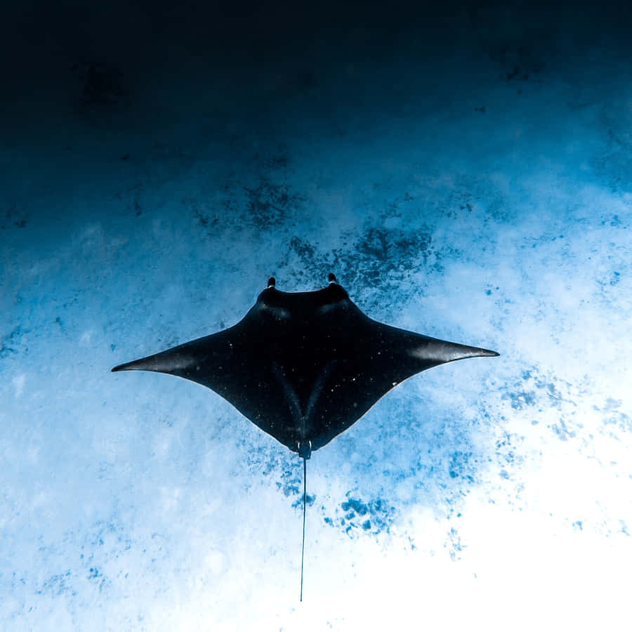 Majestic Manta Ray Gliding Gracefully In The Ocean Depths. Wallpaper