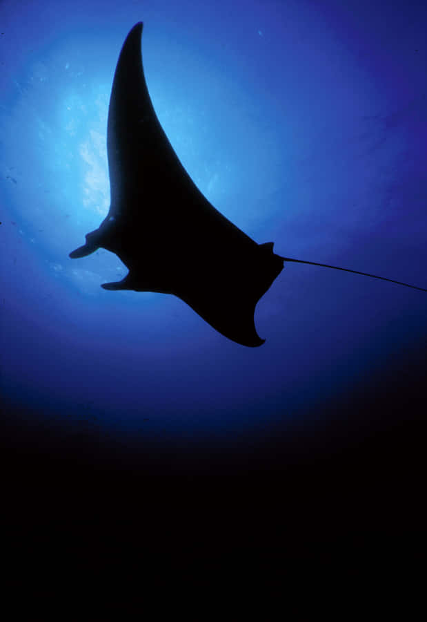 Majestic Manta Ray Silhouette Wallpaper