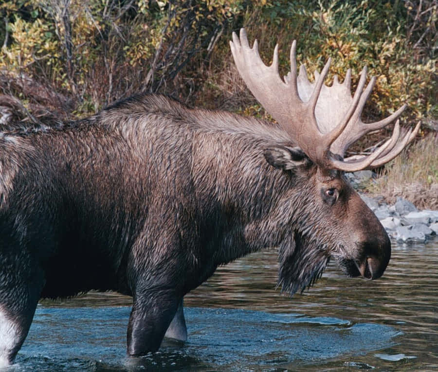 Majestic Moose Crossing River Wallpaper