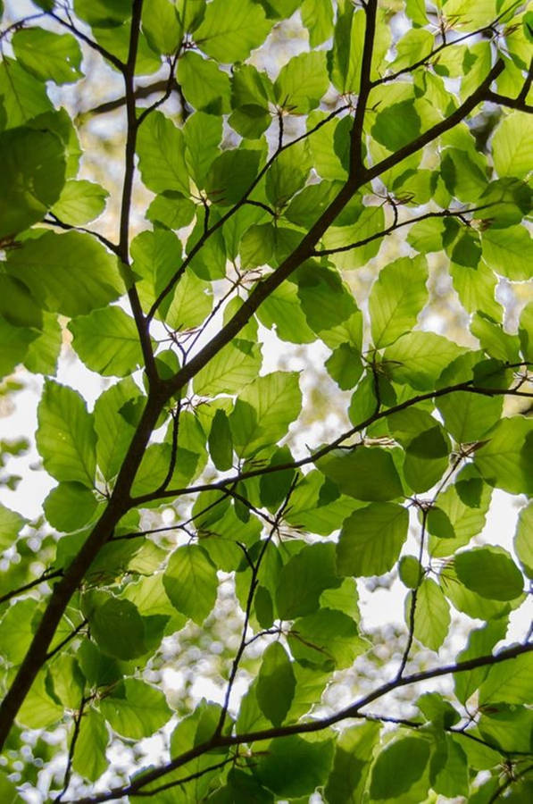 Majestic Moringa Tree In Full Bloom Wallpaper