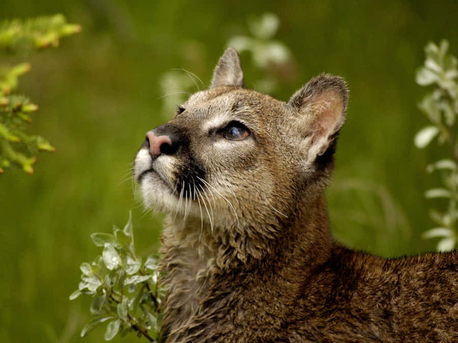 Majestic Mountain Cougar In Its Natural Habitat Wallpaper