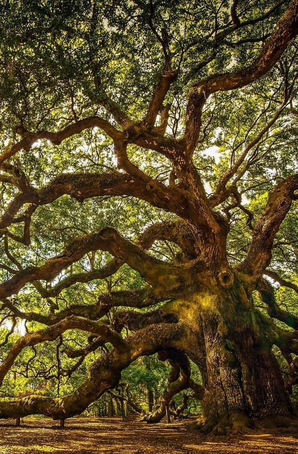 Majestic Oak Tree In Natural Light Wallpaper