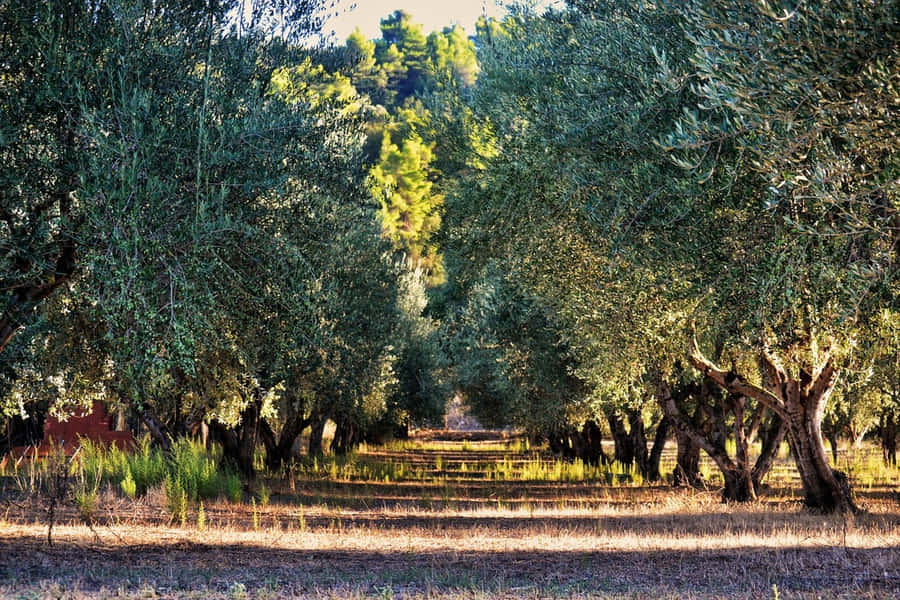 Majestic Olive Tree In Its Own Environment Wallpaper
