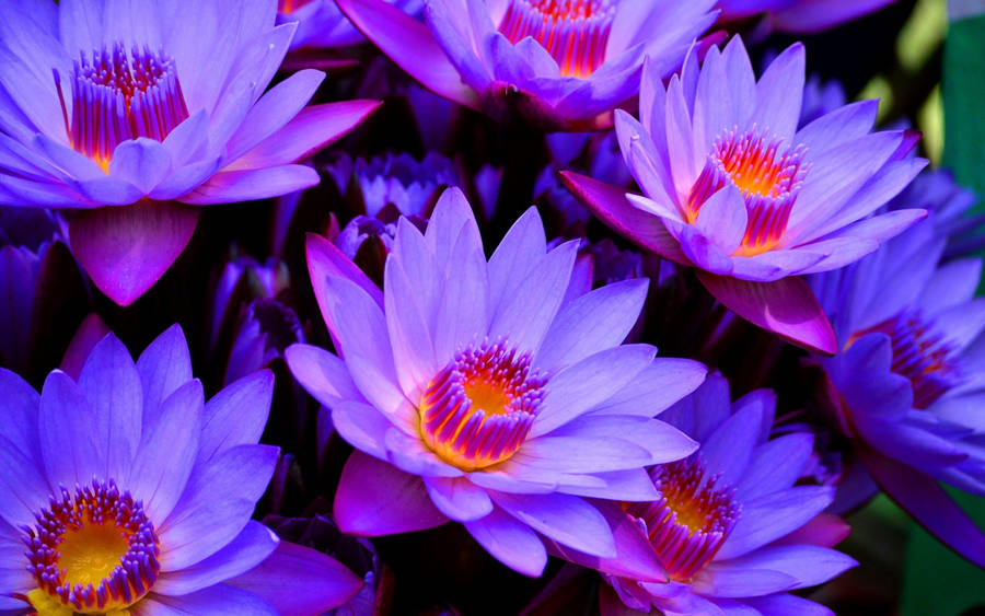 Majestic Purple Nelumbo Nucifera Blooming Proudly Wallpaper