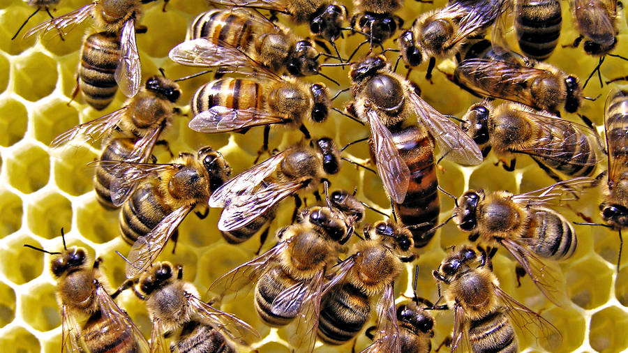 Majestic Queen Bee With Her Steadfast Drones Wallpaper