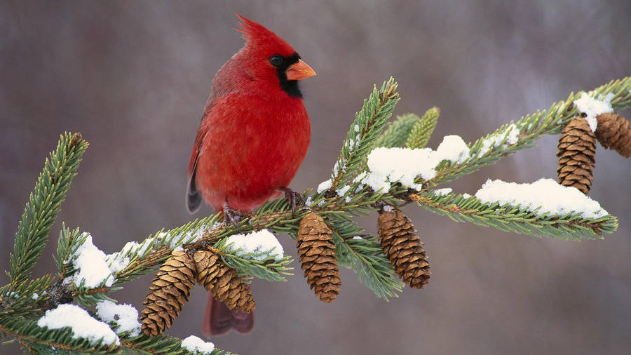 Majestic Red Cardinal Perched On Pinecones Wallpaper