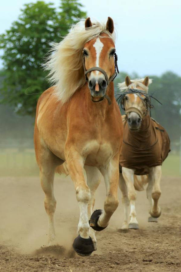 Majestic Running Stallion Wallpaper