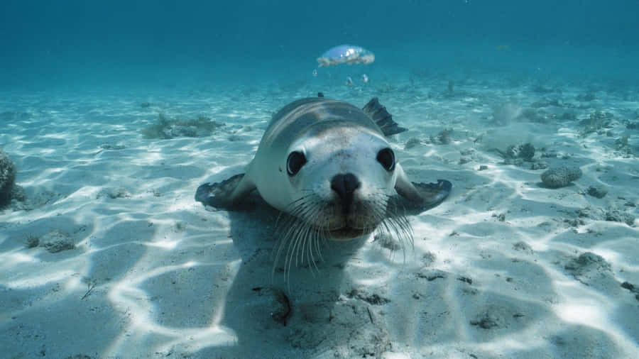 Majestic Sea Lion Basking In The Sun Wallpaper