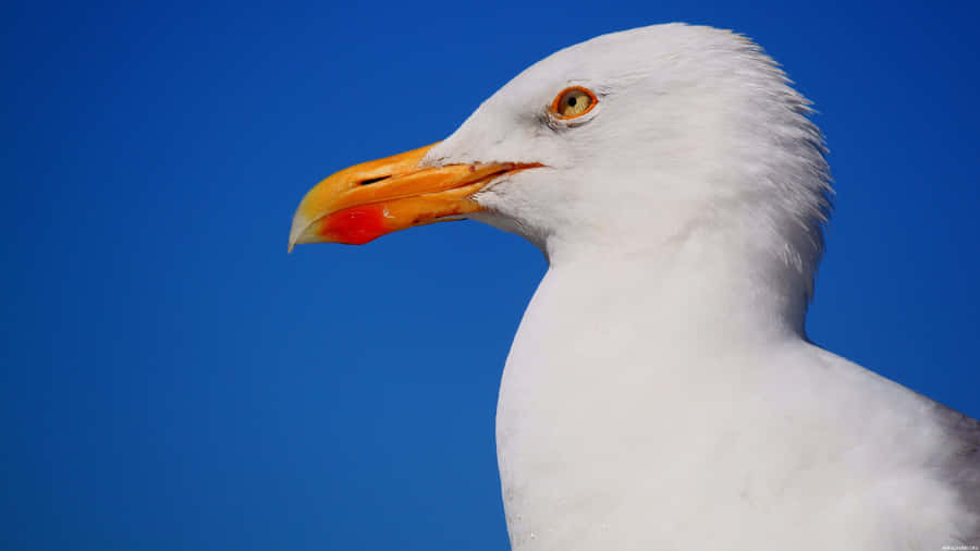 Majestic Seagull Soaring Over The Ocean Wallpaper