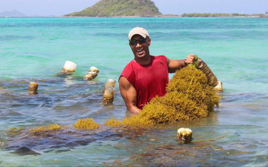 Majestic Seaweed View In St Vincent And The Grenadines Wallpaper