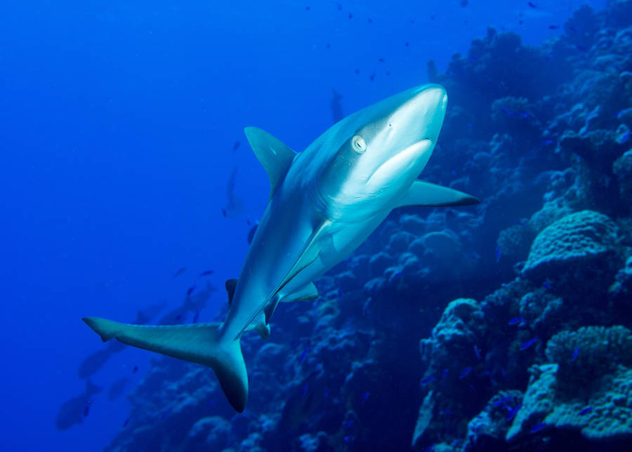 Majestic Shark Encounter In The Tranquil Waters Of The Marshall Islands Wallpaper