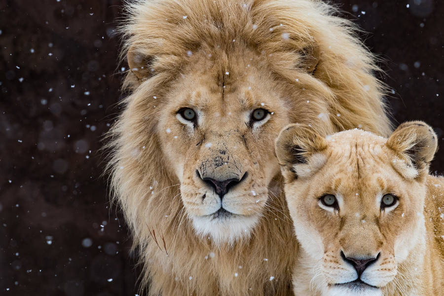 Majestic Snowy Lion Displayed On Laptop Wallpaper